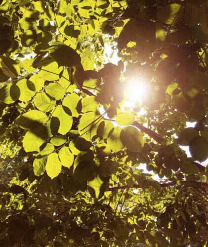 Die Sonne scheint durch die Baumkronen eines Buchenwaldes.