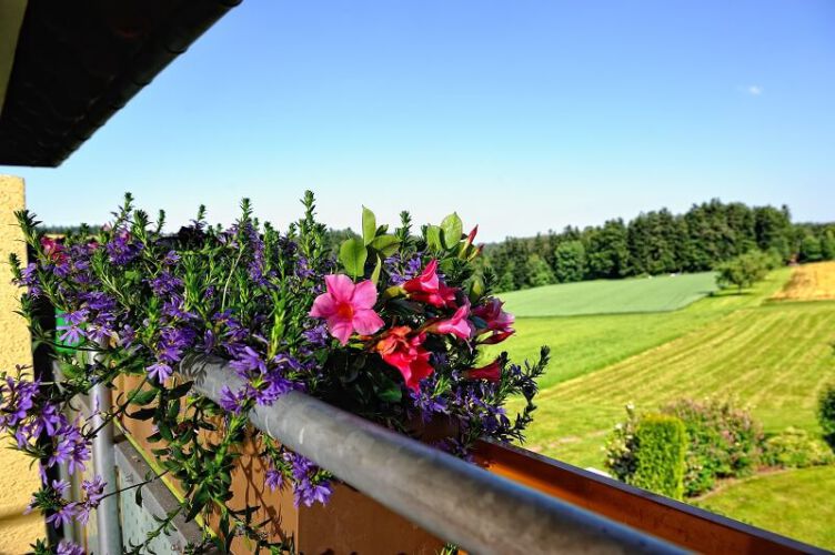 Du schaust vom Hotel-Balkon mit bepflanzten Blumenkästen direkt auf ein grünes Feld und in den angrenzenden Wald.